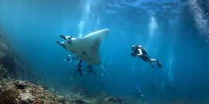 users/1TvyvABeJwOYjMeqeQlTi6xmaUP2/f4aaec1c-931f-4bbd-8e0a-5b5d00e5bde0/manta rays.jpg