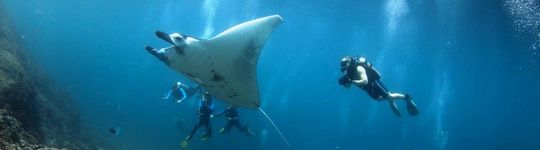 users/1TvyvABeJwOYjMeqeQlTi6xmaUP2/f4aaec1c-931f-4bbd-8e0a-5b5d00e5bde0/manta rays.jpg