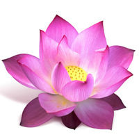 Boston Holistic Healing Center