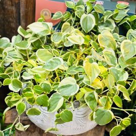 Indoor or Patio Plant 