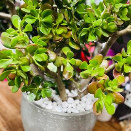 Succulent Large  In Ceramic Base