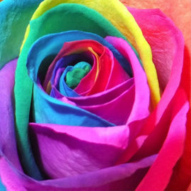 Rainbow Roses