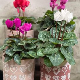 Cyclamen Plant