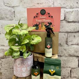 Love Your Plant Hamper