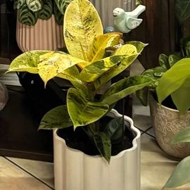 Ficus Elastica Shivereana