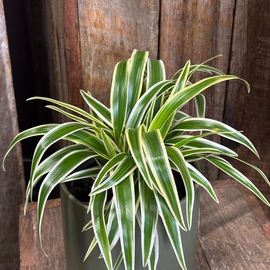 Ribbon Plant