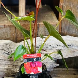 Anthurium Plant