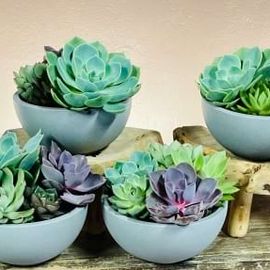 Succulent Bowls