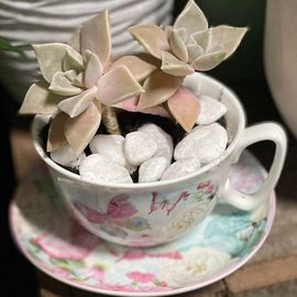 Teacup succulent pastel