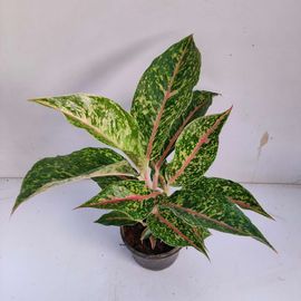 Aglaonema ‘Night Sparkle’ Plant