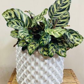 Indoor Plant