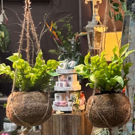 Kokedama Asplenium Crispy Wave Plant