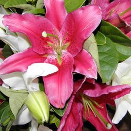 Oriental Lily Bouquet