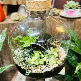 Terrarium Large 2
