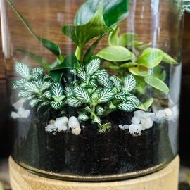 Terrarium Medium