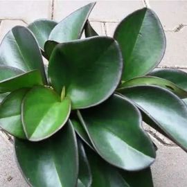 Peperomia Clusifolia