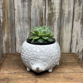 Hedgehog Succulent