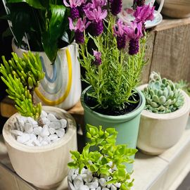 Lavender Plant Sage Ceramic 