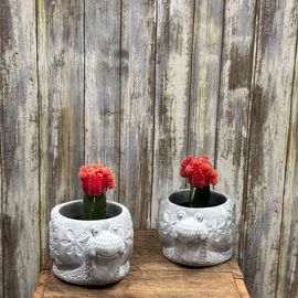 Grafted Snail Cactus 