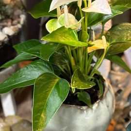 Anthurium Plant 