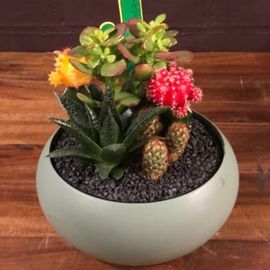 Timeless Potted Garden
