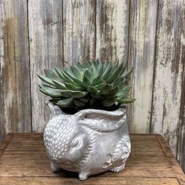 Bunny Succulent