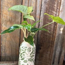 Propogation  Plants In Ceramic Vase