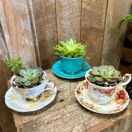 Teacup succulent florist choice