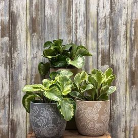 Peperomia Plant 