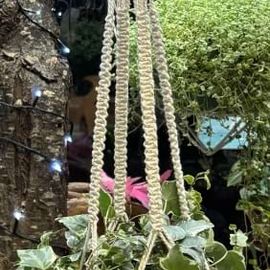 Hanging Veriegated Ivy Plant