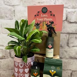 Plant Care Hamper
