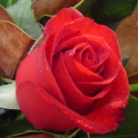 Single Red Rose in Box