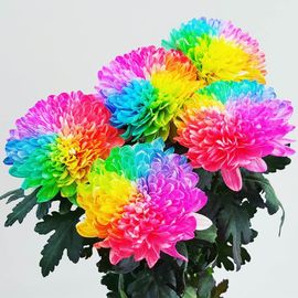 Rainbow Chrysanthemums