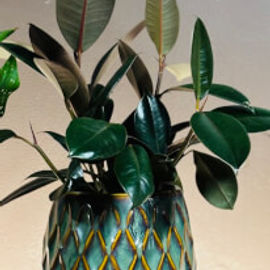 Rubber Plant in glazed ceramic 