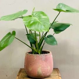 Monstera Plant 