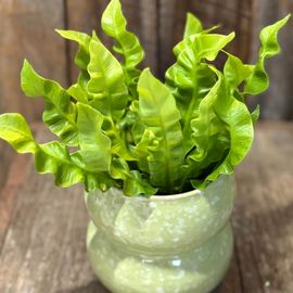 Asplenium Crispy Wave Plant