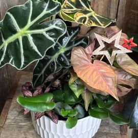 Designer Foliage Bowl