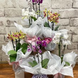 Phalaenopsis Orchid Plant