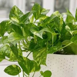 Golden Pothos Plant