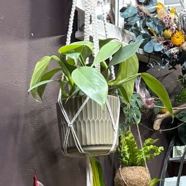 Hanging Philodendron Silver Sword