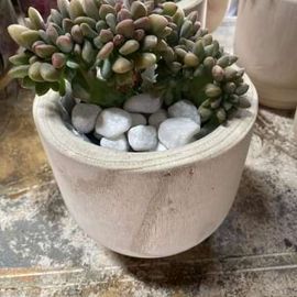 Succulent Hair wooden base