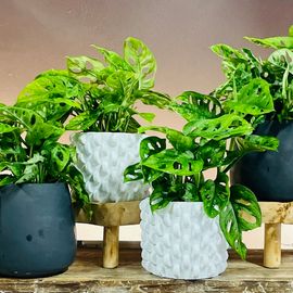 Indoor Plant