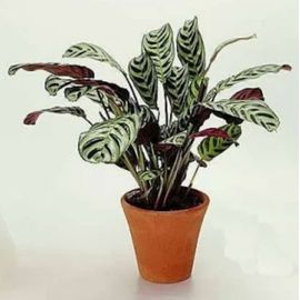 Ctenanthe Amabilis  Plant