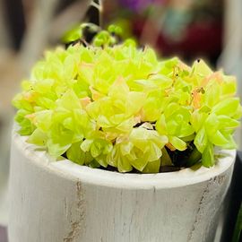 Succulent Multi Head Wooden Base