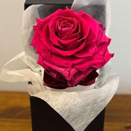 Hot Pink Preserved Rose