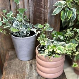 Veriegated Ivy Plant