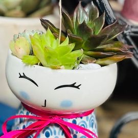 Dolly Vase Succulent 2