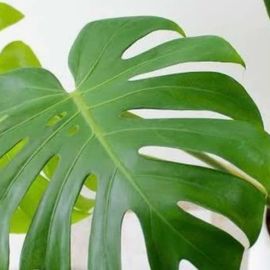 Monstera deliciosa Plant