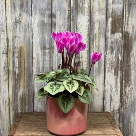 Pink Cyclamen Plant
