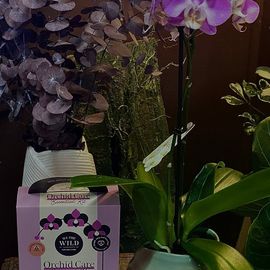 Phalaenopsis Orchid
